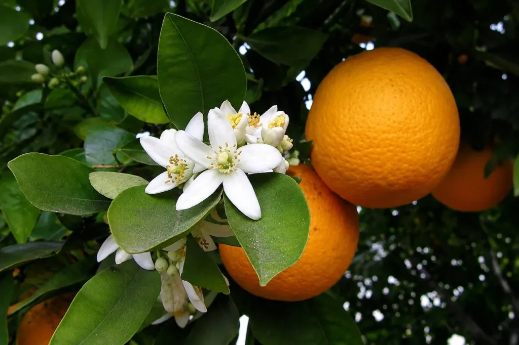 Fiore di zagara bianco tra arance e foglie di agrumi